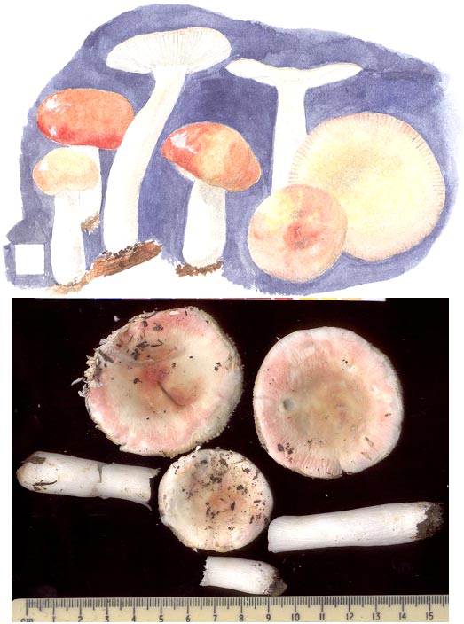 Russula silvicola